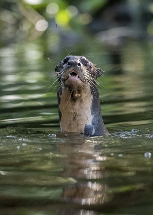 A Giant Otter sticks his head up out of a dark green river.