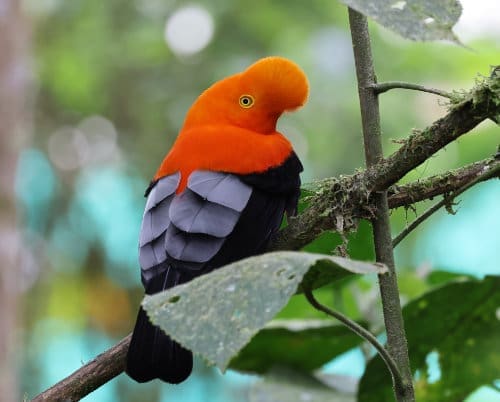 A bizarre looking bird with bright red bobble head, and grayish white markings down its black tail