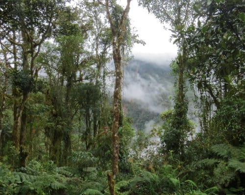 A peak through the cloud forests reveals more forested hills laces with white clouds