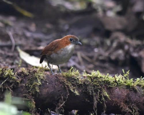 A pale breasted rufous red bird with thick gray beak and long legs stands on a moss covered log