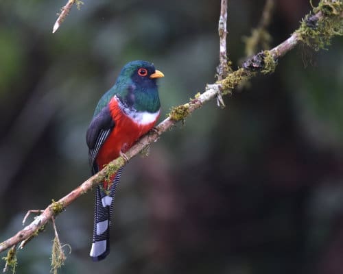 A stunning Masked Trogon, with its black and white striped tail, red chest, green neck with white collar, and startling red eye ring surrounded by a small black mask, perches on a branch