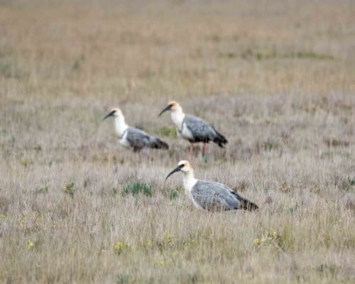 Three Black-faced Ibis graze in an open, grassy field