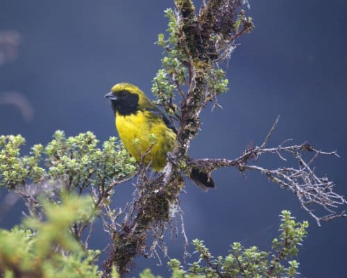 A black masked tanager with yellow body perches on a branch