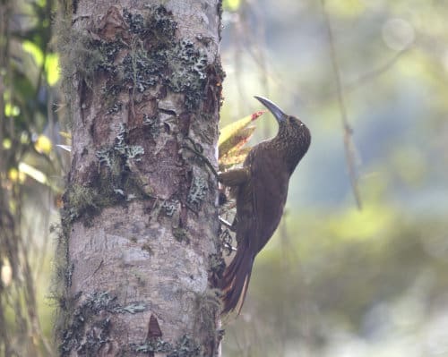 A brown bird with a very long, thick and slightly curved beak perches on a tree trunk in search of insects