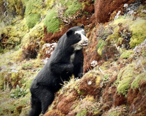 A dark black bear with pale brown face markings poses in its natural habitat, the high paramo