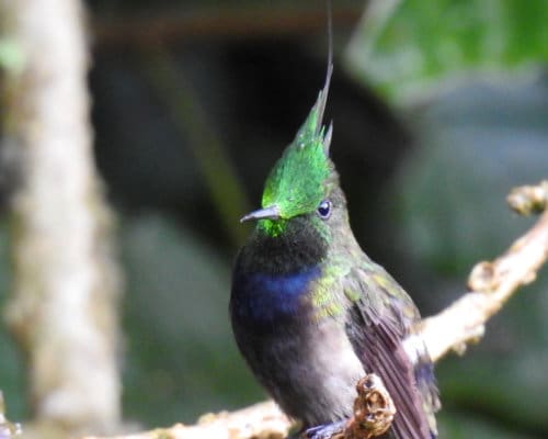 A hummingbird with a irridescent green crest and blue chest perches on a branch