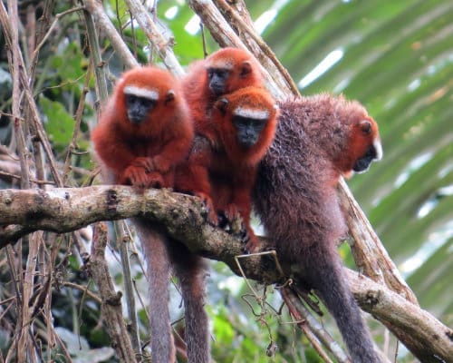 Four orange red monkeys with black faces and very long tails perch on a branch