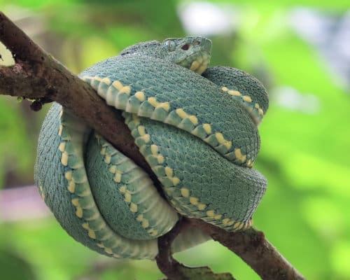 A pale blue-green snake with creamy yellow markings is wrapped around a branch