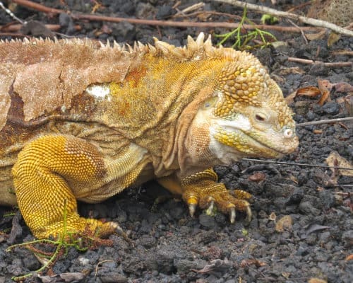 A golden yellow Galapagos land iguana scrabbles across dark gray lava rock