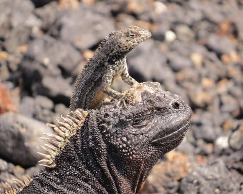 A large thorny backed lava lizard perches with his claws spread across the forehead of a much larger land iguana