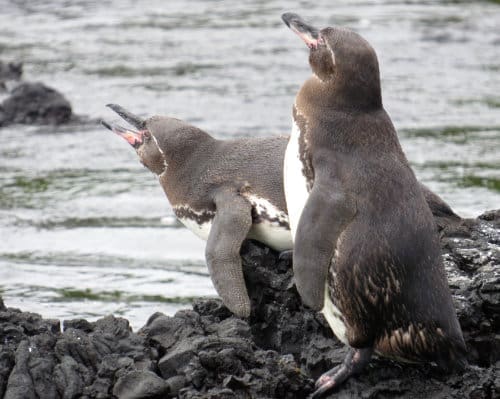 A pair of Galapagos Penguins, one standing, the other lying on the lava rock, squawking loudly