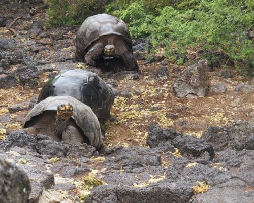 Three Galapagos Land tortoises walk along lava rock bordered by green vegetation