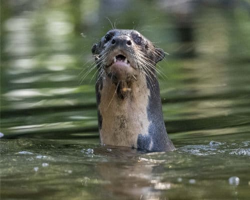 A Giant River Otter sticks its dark head out of the water. His whiskers shine in the light and we can see his lower canines in his partially open mouth.