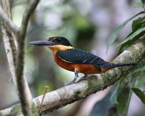 A Green and Rufous Kingfisher with it large and thick black beak and mysterious black eye perches on a branch