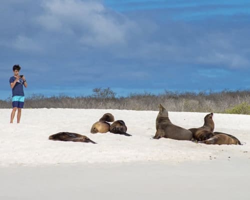 A young man takes a photo of sea lions from a safe distance