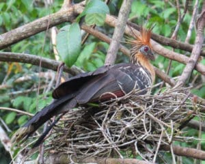 A prehistoric looking bird called the Hoatzin has a spiky mohawk-like crest of rufous brown and startling blue eye ring