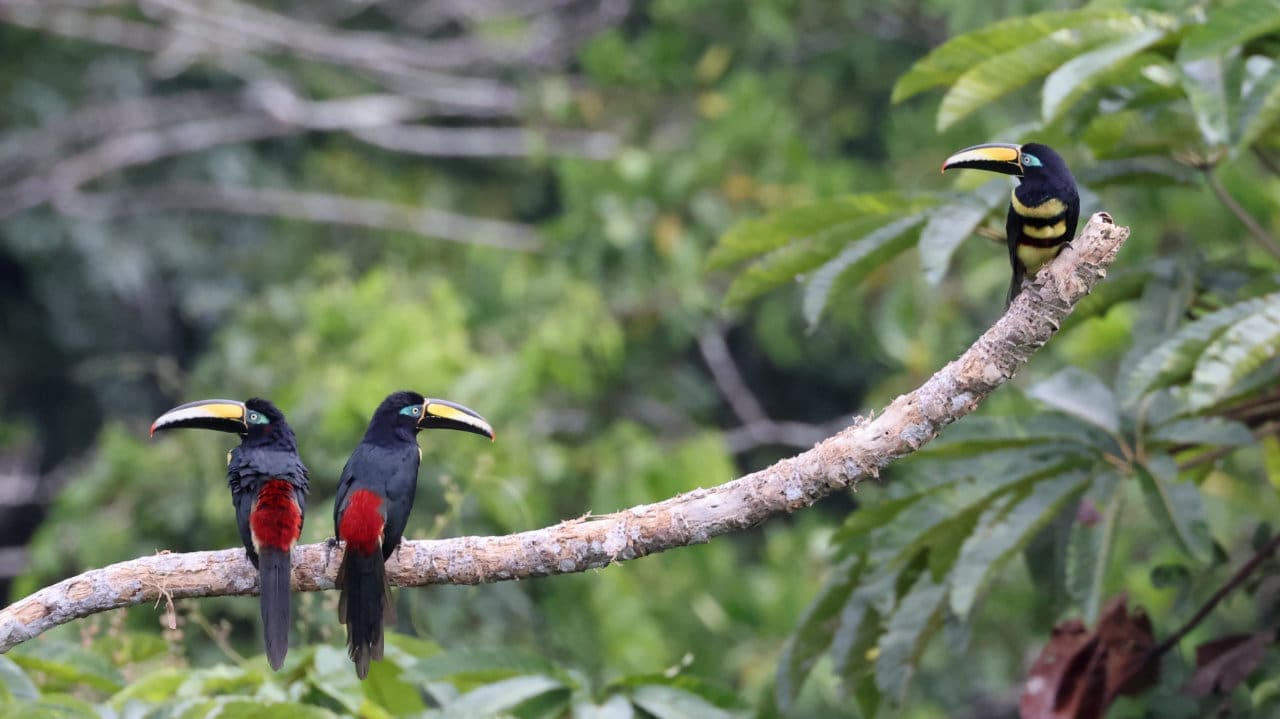 Three Many-banded Aracari perch on a curvy branch