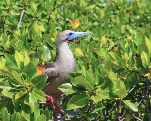 A stunning Red-Footed Booby, with its pale gray feathers and striking blue beak perches in brilliant green mangroves