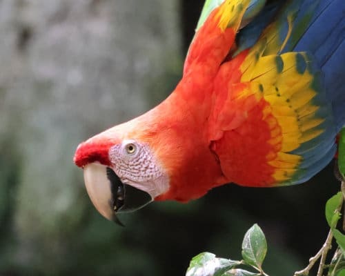 A close-up view of a Scarlet Macaw. It has a white upper beak tipped with black; lower black beak, white wrinkled skin surrounds a light golden eye with round black iris. His red feathers spill down through his neck and chest, disappearing into golds and blues