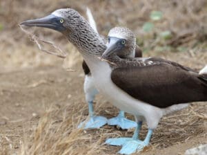 A pair of Blue-footed Boobies