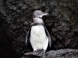 A lone Galapagos Penguin stands on a dark black rock, water dripping from his feathers