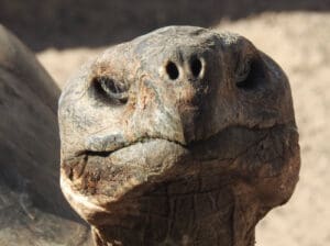 Close-up of a Galapagos Tortoise's head