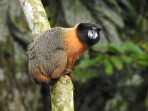 A Golden-mantled Tamarin monkey crouches on a branch. His black face is grizzled gray at mouth and nose, his chest and front arms are orange, and his hindquarters are mottled brown and dark gray