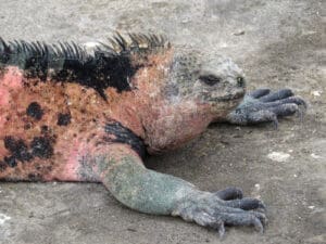 A Galapagos Iguana with pinkish-red coloring mixed into its gray-black scaly skin