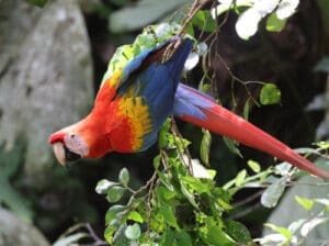 Scarlet Macaw hanging from branch