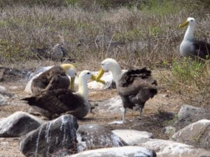 Four Waved Albatross at a Galapagos nesting site